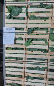 Spring Cabbage Loading