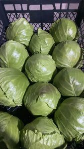 Spring Cabbage North Macedonia to Ukraine