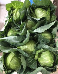 Spring Cabbage Poland