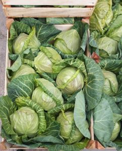Spring Cabbage in Wooden Box