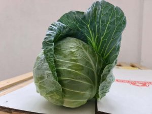 spring cabbage