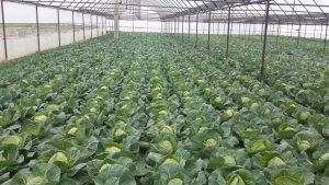 spring cabbage north macedonia