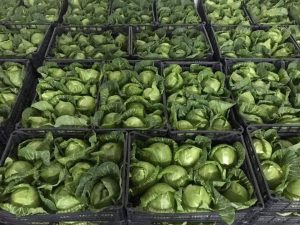 spring cabbage plastic box