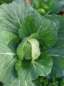 young cabbage