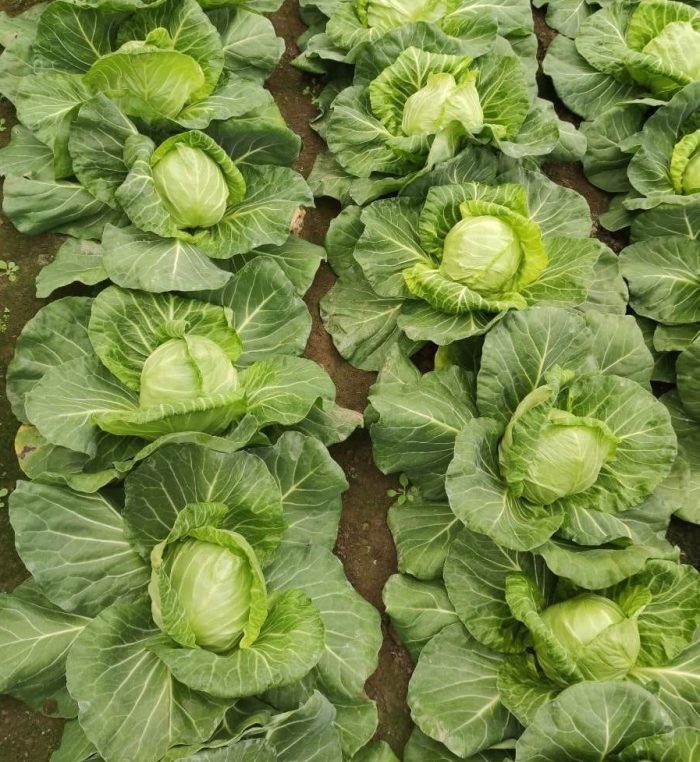 Young Spring Cabbage North Macedonia